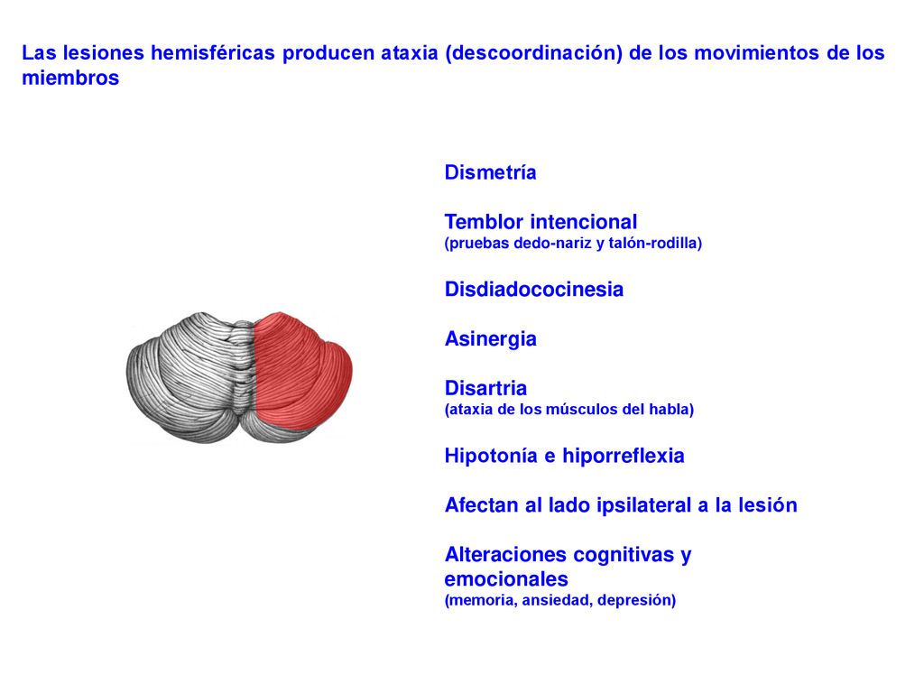 Hipotonía e hiporreflexia Afectan al lado ipsilateral a la lesión