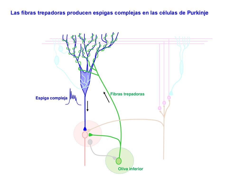 Las fibras trepadoras producen espigas complejas en las células de Purkinje