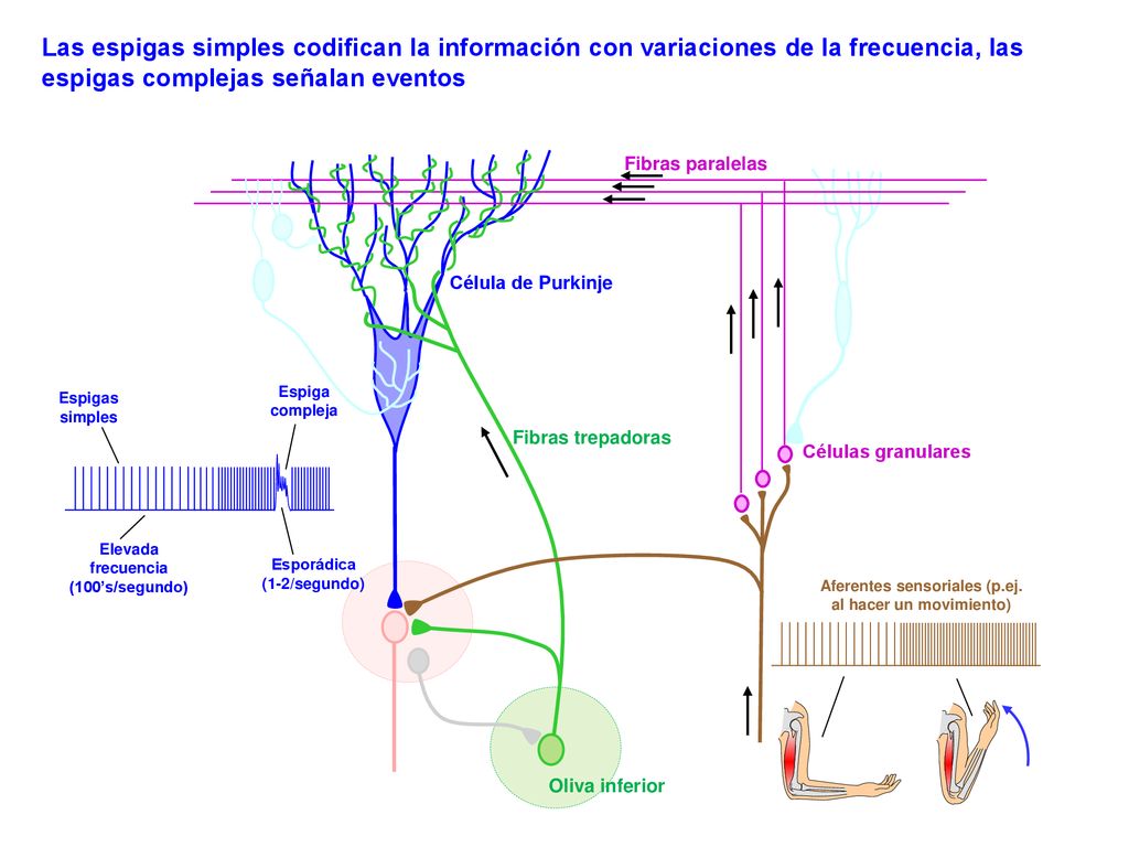 Las espigas simples codifican la información con variaciones de la frecuencia, las espigas complejas señalan eventos