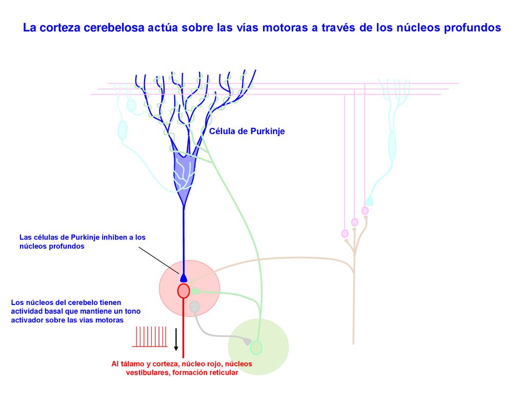 La corteza cerebelosa actúa sobre las vías motoras a través de los núcleos profundos