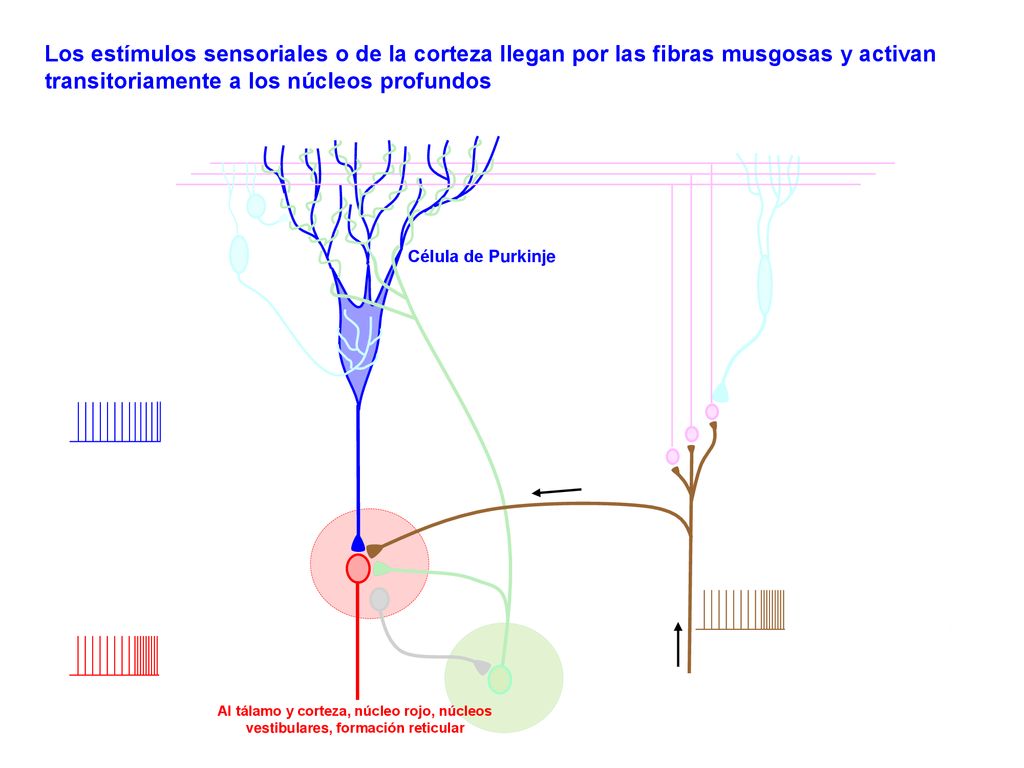 Los estímulos sensoriales o de la corteza llegan por las fibras musgosas y activan transitoriamente a los núcleos profundos