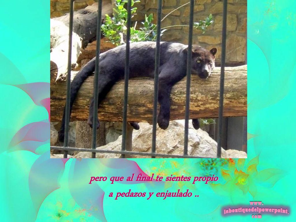 pero que al final te sientes propio a pedazos y enjaulado ..
