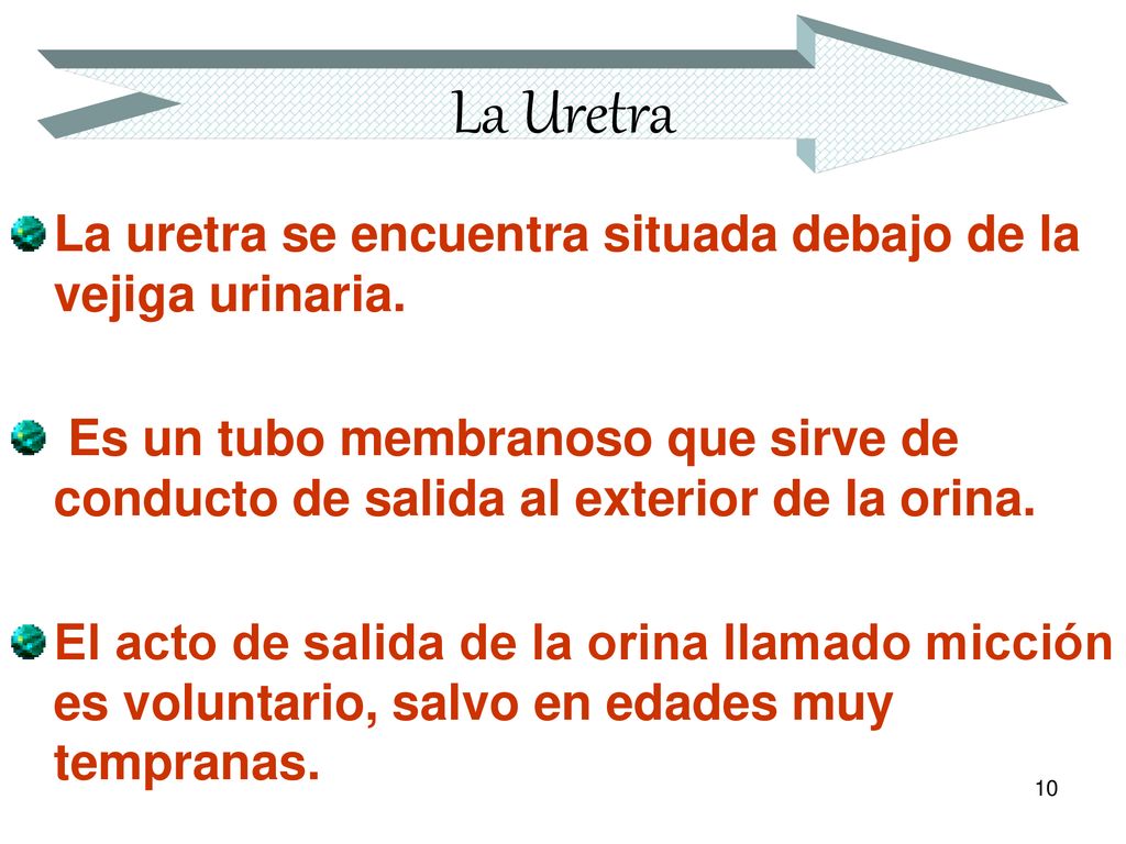 La Uretra La uretra se encuentra situada debajo de la vejiga urinaria.
