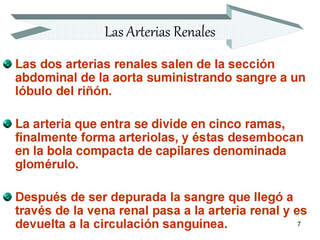 Las Arterias Renales Las dos arterias renales salen de la sección abdominal de la aorta suministrando sangre a un lóbulo del riñón.