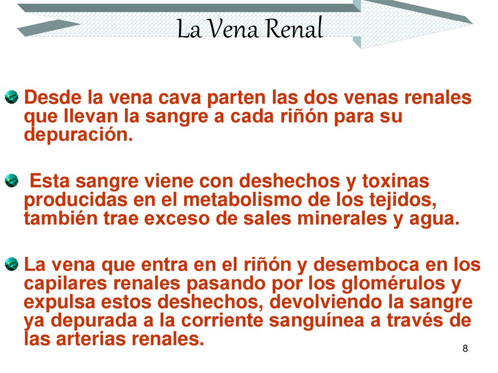 La Vena Renal Desde la vena cava parten las dos venas renales que llevan la sangre a cada riñón para su depuración.