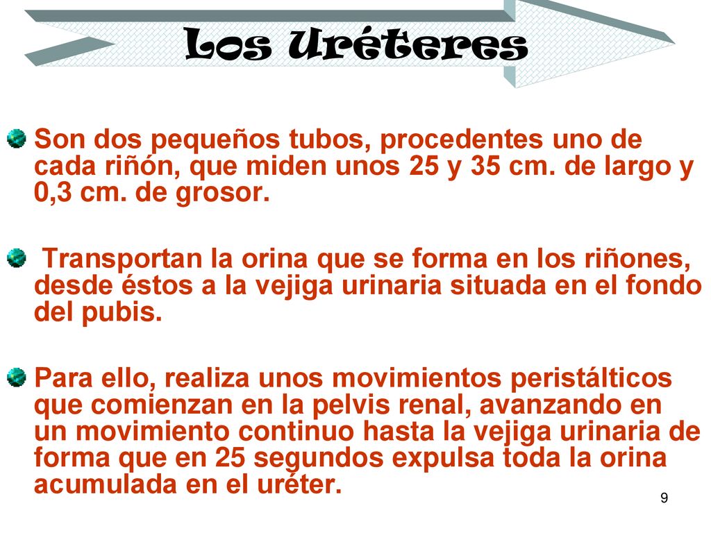 Los Uréteres Son dos pequeños tubos, procedentes uno de cada riñón, que miden unos 25 y 35 cm. de largo y 0,3 cm. de grosor.
