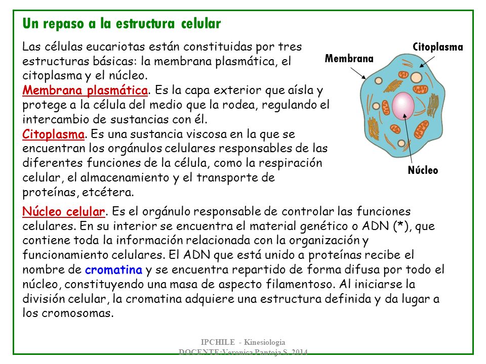 IPCHILE - Kinesiologia DOCENTE:Veronica Pantoja S. 2014
