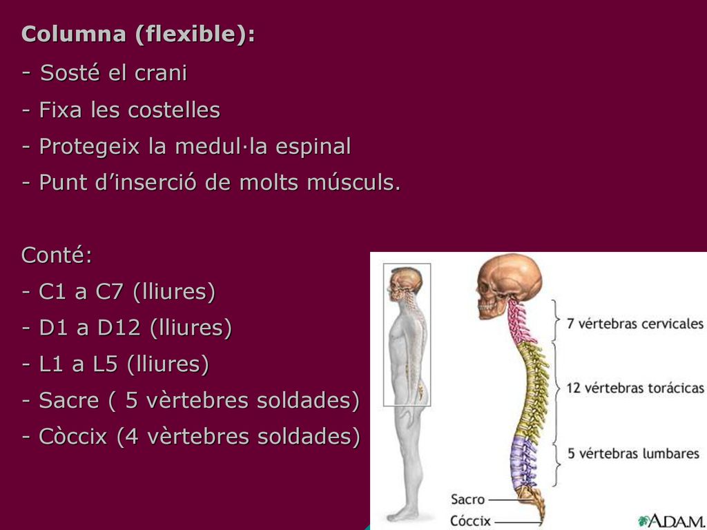 - Sosté el crani Columna (flexible): - Fixa les costelles
