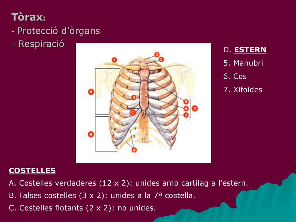 Tòrax: - Respiració - Protecció d’òrgans D. ESTERN 5. Manubri 6. Cos