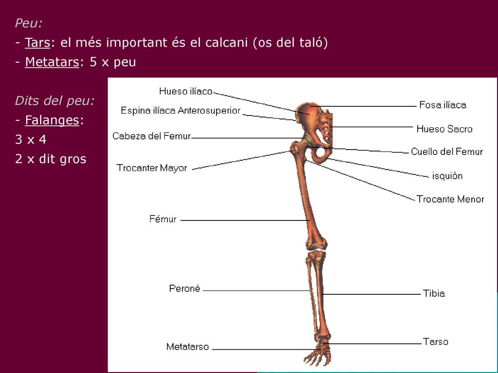 Peu: - Tars: el més important és el calcani (os del taló) - Metatars: 5 x peu. Dits del peu: - Falanges: