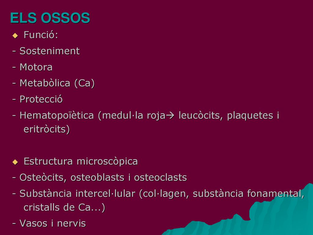ELS OSSOS Funció: - Sosteniment - Motora - Metabòlica (Ca) - Protecció