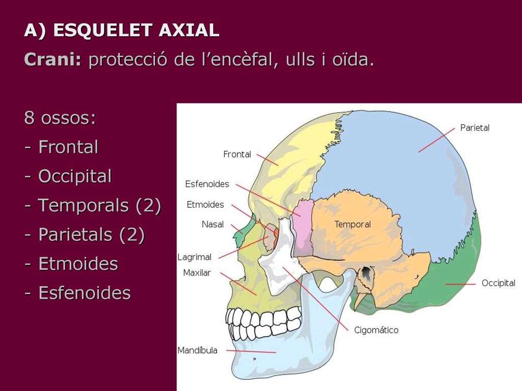 A) ESQUELET AXIAL Crani: protecció de l’encèfal, ulls i oïda. 8 ossos: - Frontal. - Occipital. - Temporals (2)