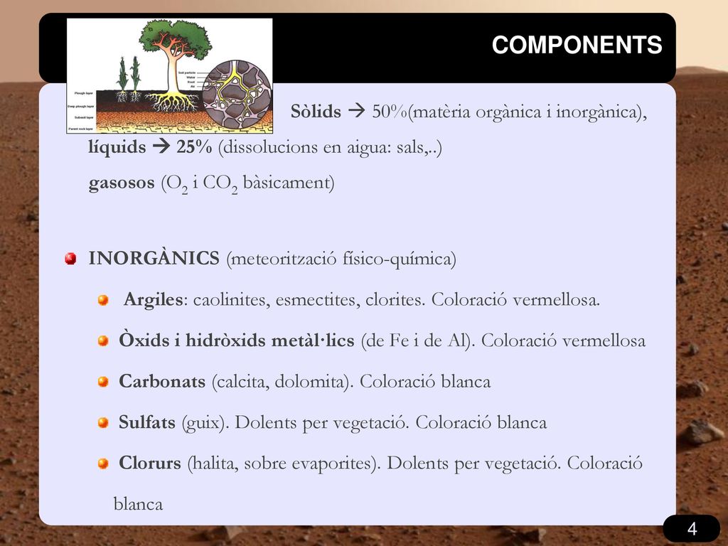 COMPONENTS Sòlids  50%(matèria orgànica i inorgànica), líquids  25% (dissolucions en aigua: sals,..) gasosos (O2 i CO2 bàsicament)