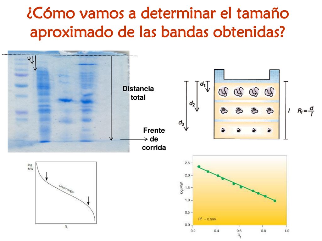 ¿Cómo vamos a determinar el tamaño aproximado de las bandas obtenidas
