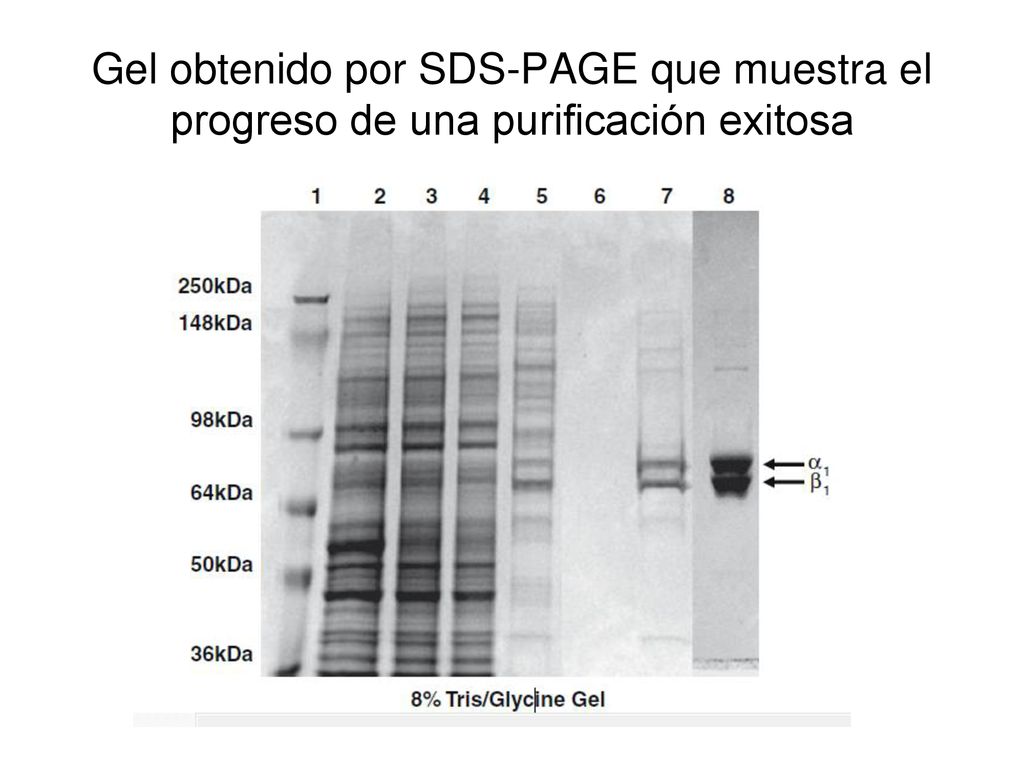 Gel obtenido por SDS-PAGE que muestra el progreso de una purificación exitosa
