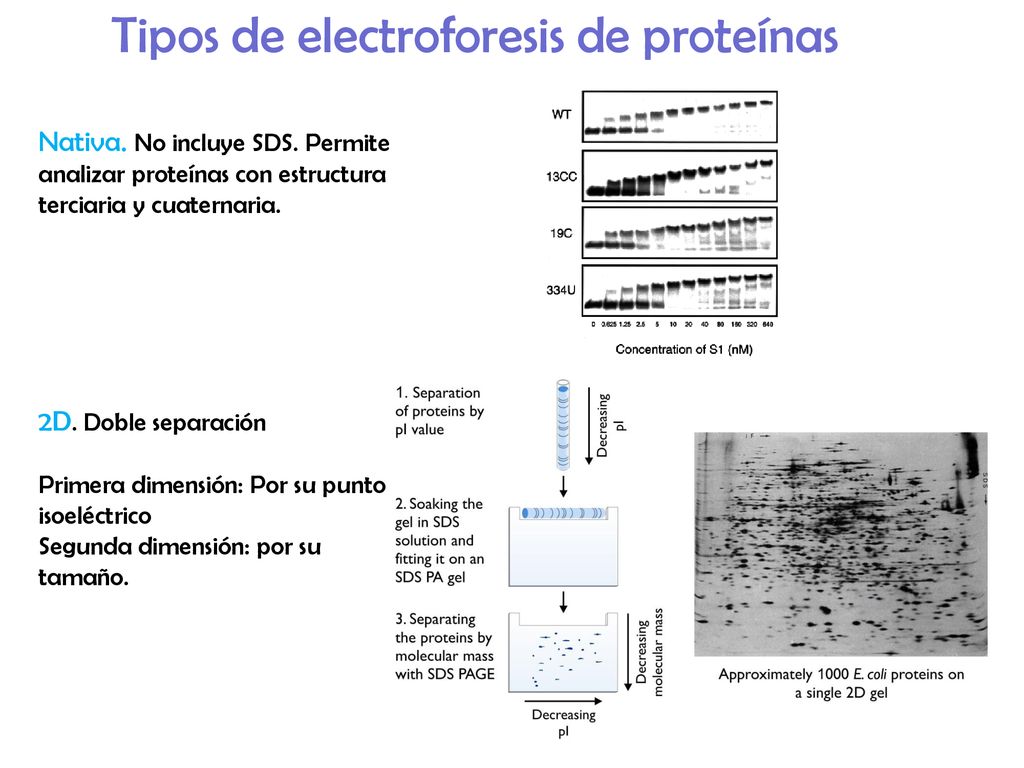 Tipos de electroforesis de proteínas