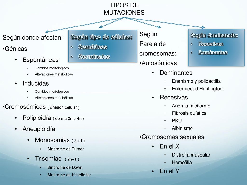 Cromosómicas ( división celular ) Poliploidía ( de n a 3n o 4n )