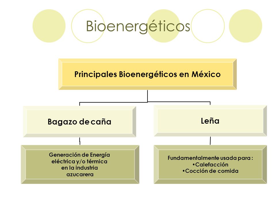 Bioenergéticos