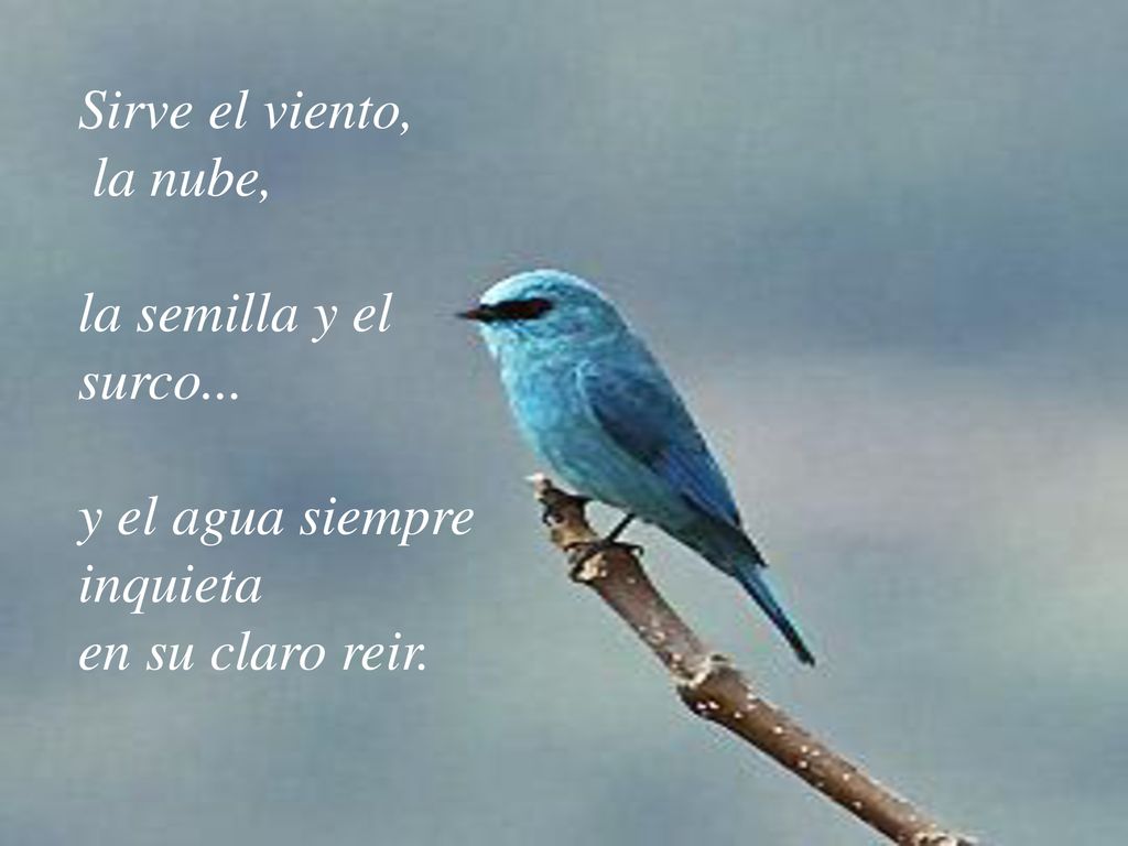 Sirve el viento, la nube, la semilla y el surco... y el agua siempre inquieta en su claro reir.