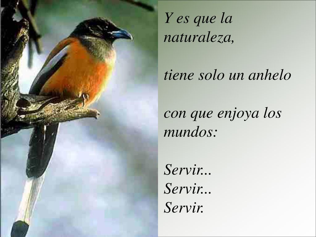 Y es que la naturaleza, tiene solo un anhelo con que enjoya los mundos: Servir... Servir.