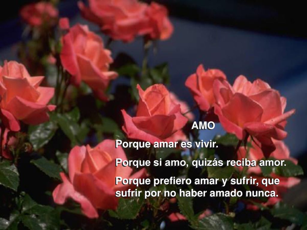 AMO Porque amar es vivir. Porque si amo, quizás reciba amor.