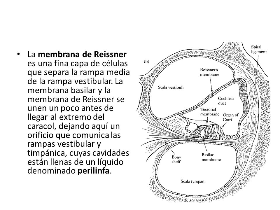 La membrana de Reissner es una fina capa de células que separa la rampa media de la rampa vestibular.