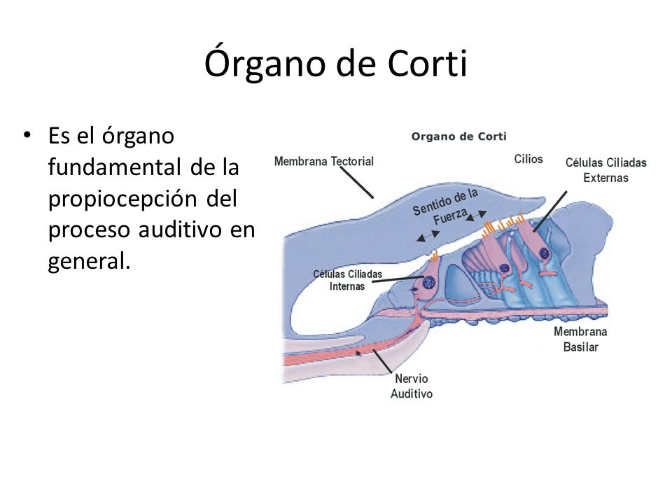 Órgano de Corti Es el órgano fundamental de la propiocepción del proceso auditivo en general.