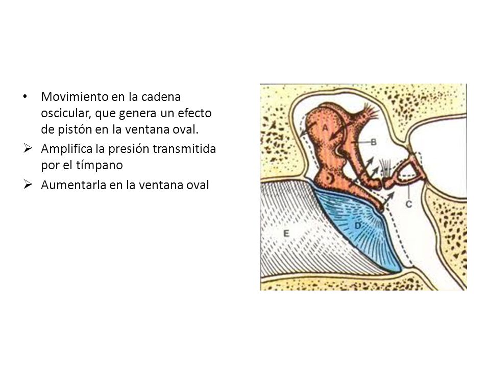 Movimiento en la cadena oscicular, que genera un efecto de pistón en la ventana oval.