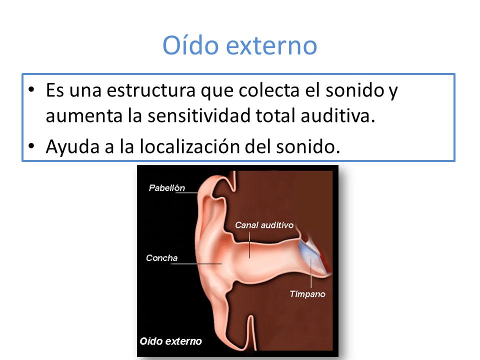 Oído externo Es una estructura que colecta el sonido y aumenta la sensitividad total auditiva.