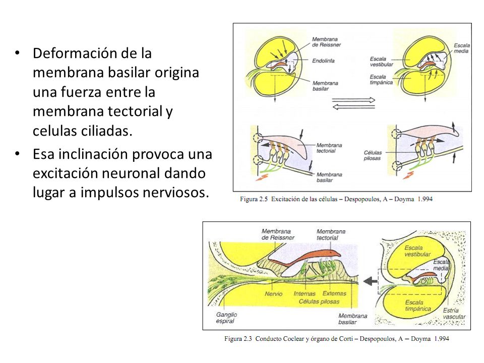 Deformación de la membrana basilar origina una fuerza entre la membrana tectorial y celulas ciliadas.