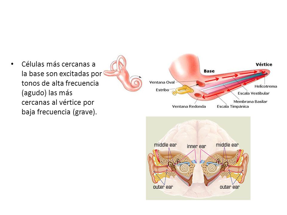 Células más cercanas a la base son excitadas por tonos de alta frecuencia (agudo) las más cercanas al vértice por baja frecuencia (grave).