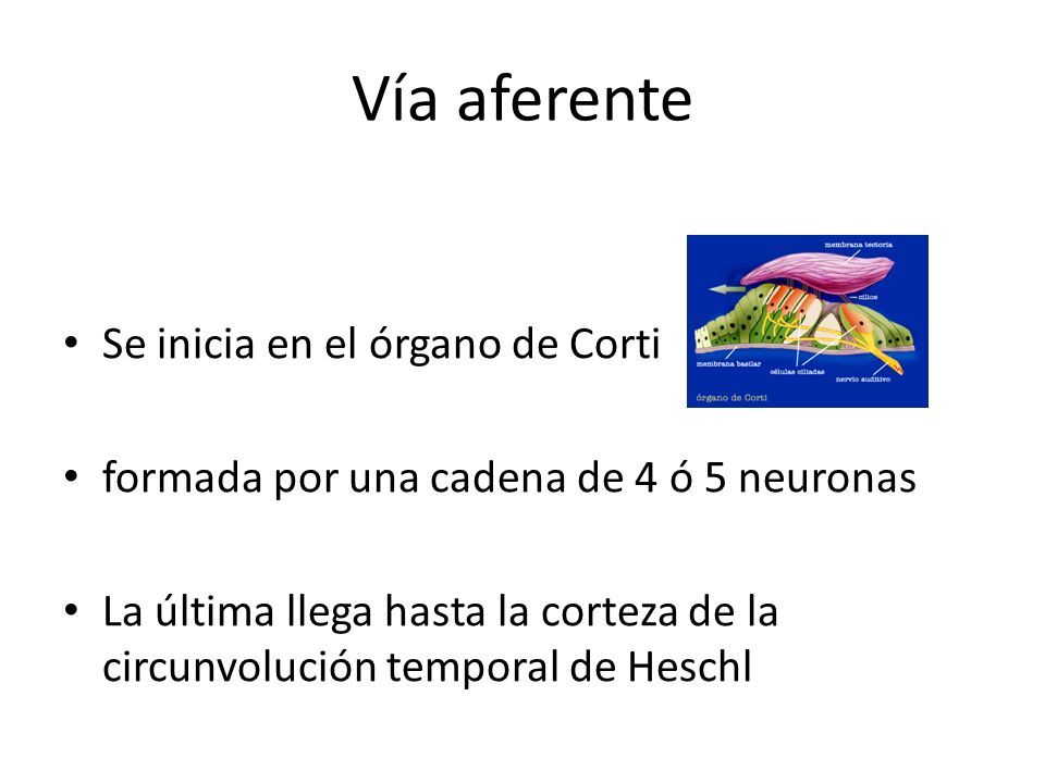 Vía aferente Se inicia en el órgano de Corti