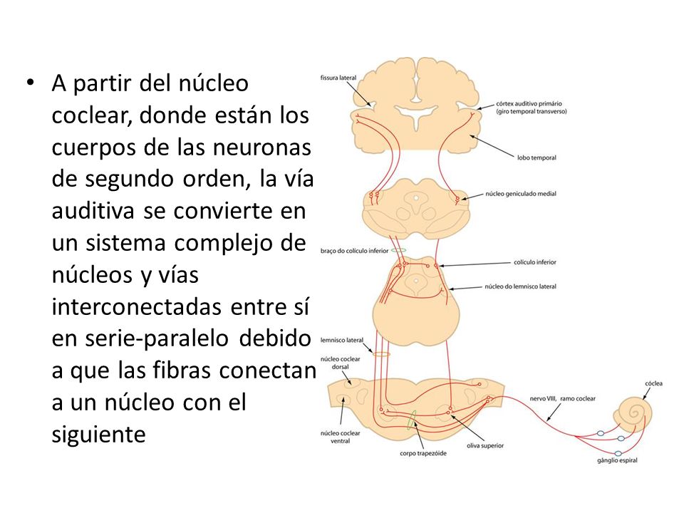 A partir del núcleo coclear, donde están los cuerpos de las neuronas de segundo orden, la vía auditiva se convierte en un sistema complejo de núcleos y vías interconectadas entre sí en serie-paralelo debido a que las fibras conectan a un núcleo con el siguiente