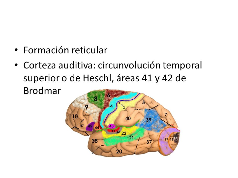 Formación reticular Corteza auditiva: circunvolución temporal superior o de Heschl, áreas 41 y 42 de Brodmann.