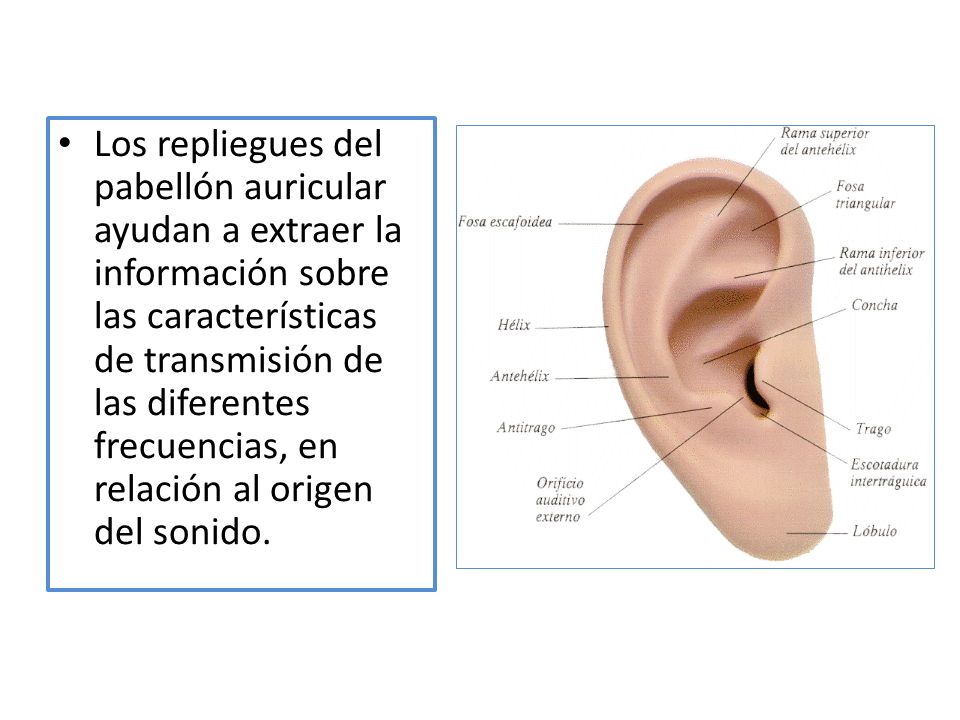 Los repliegues del pabellón auricular ayudan a extraer la información sobre las características de transmisión de las diferentes frecuencias, en relación al origen del sonido.