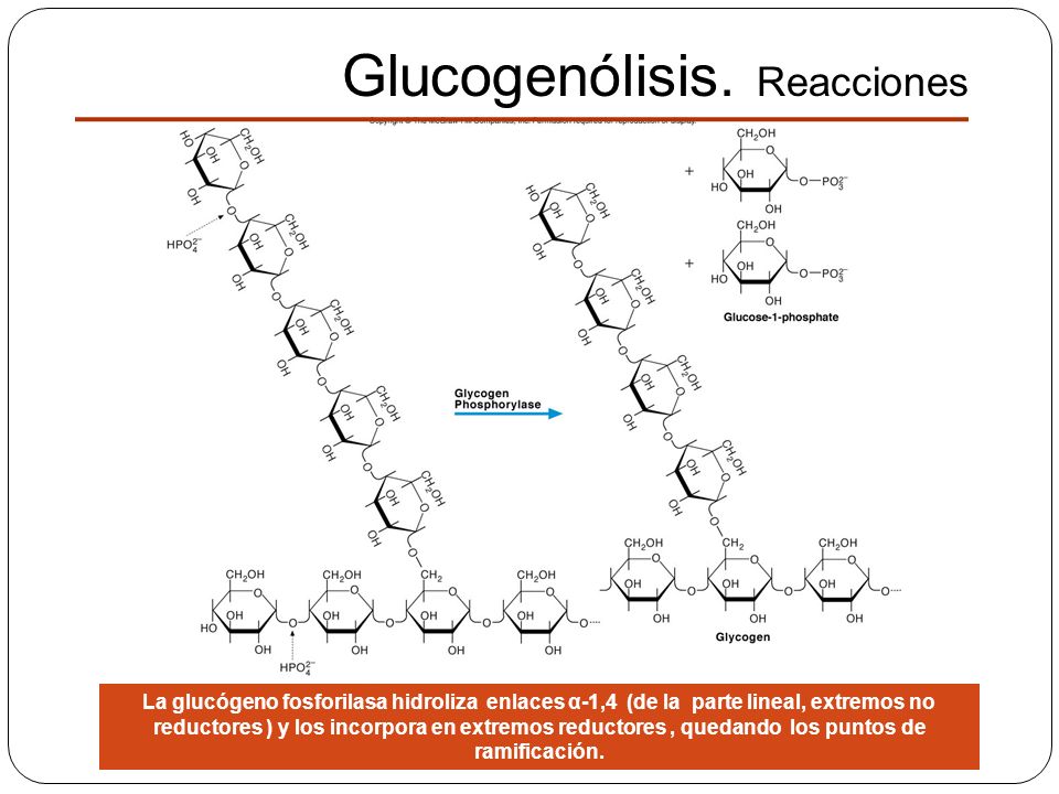 Glucogenólisis. Reacciones