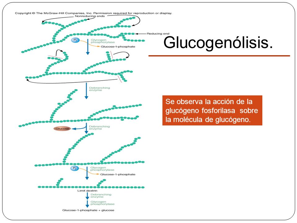 Glucogenólisis. Se observa la acción de la glucógeno fosforilasa sobre
