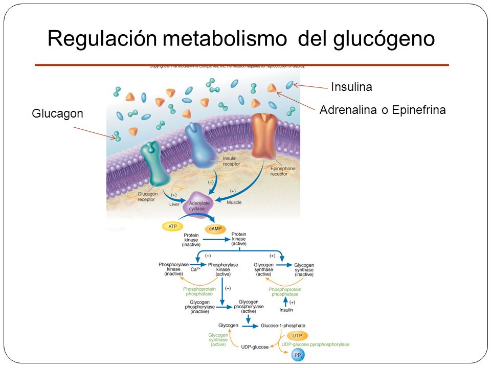 Regulación metabolismo del glucógeno