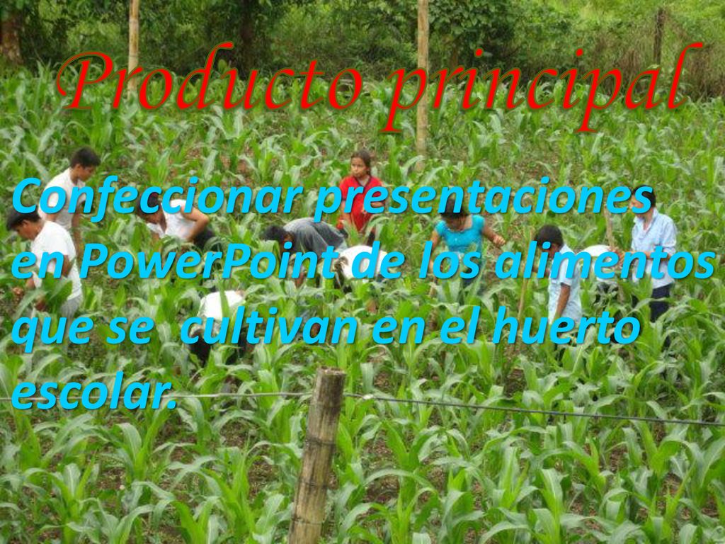 Producto principal Confeccionar presentaciones en PowerPoint de los alimentos que se cultivan en el huerto escolar.