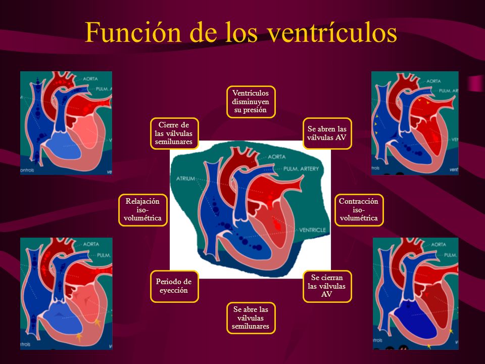 Función de los ventrículos