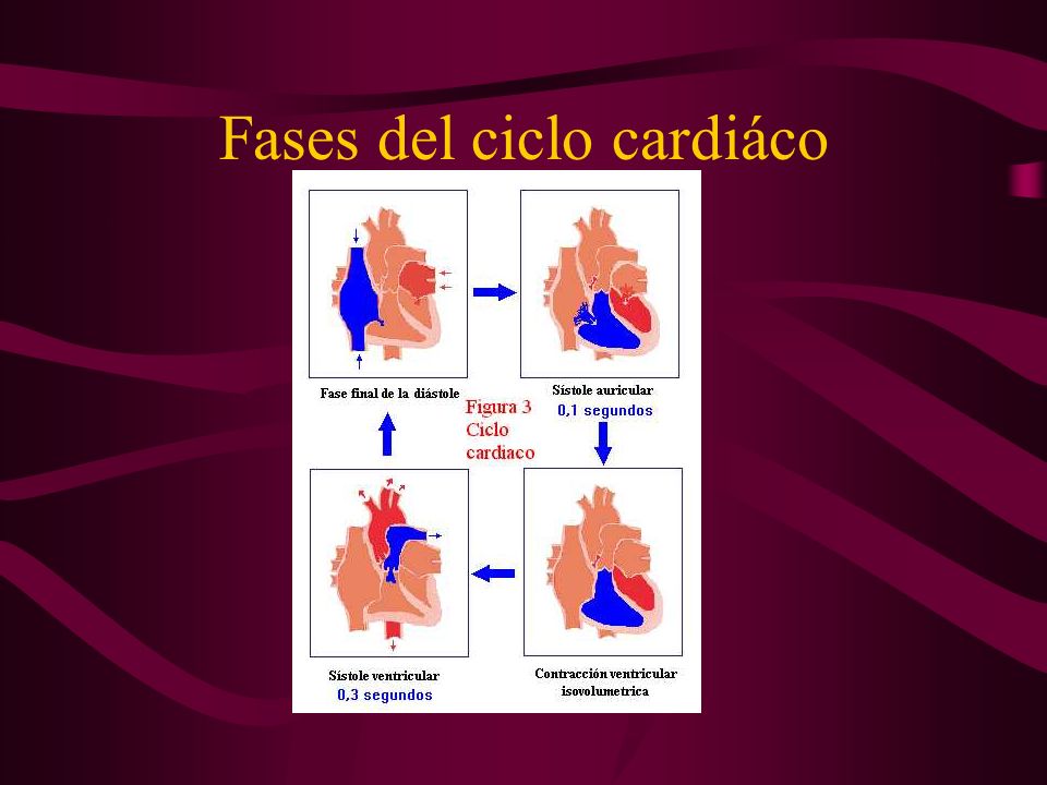 Fases del ciclo cardiáco