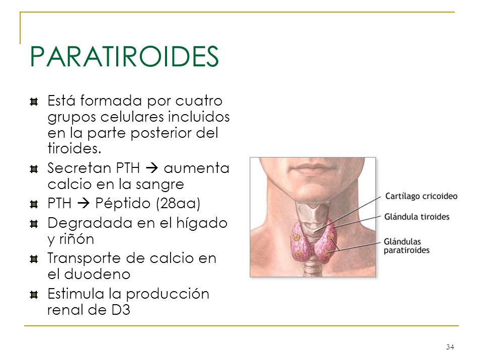 PARATIROIDES Está formada por cuatro grupos celulares incluidos en la parte posterior del tiroides.