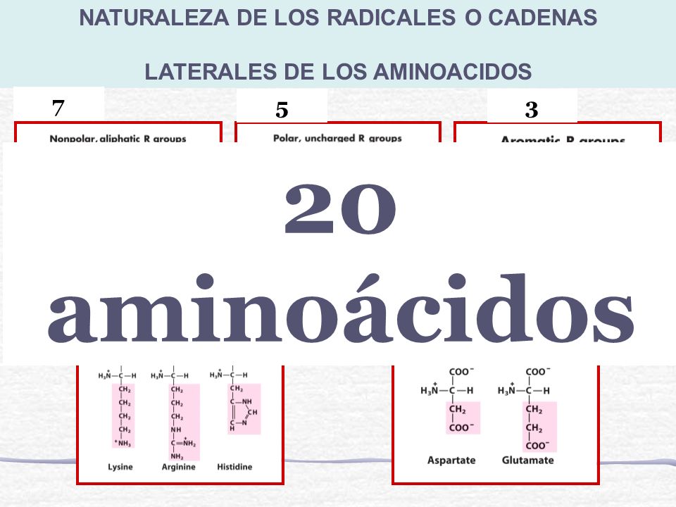 NATURALEZA DE LOS RADICALES O CADENAS LATERALES DE LOS AMINOACIDOS