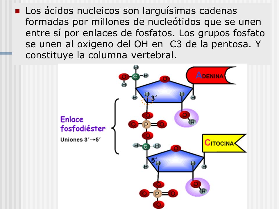 Los ácidos nucleicos son larguísimas cadenas formadas por millones de nucleótidos que se unen entre sí por enlaces de fosfatos.