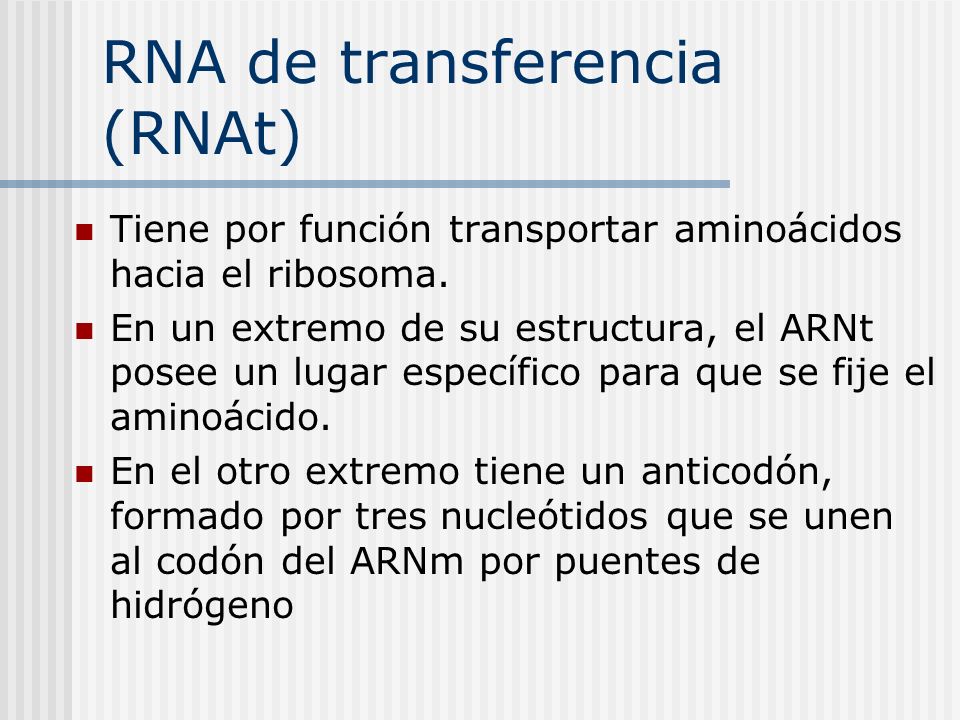RNA de transferencia (RNAt)