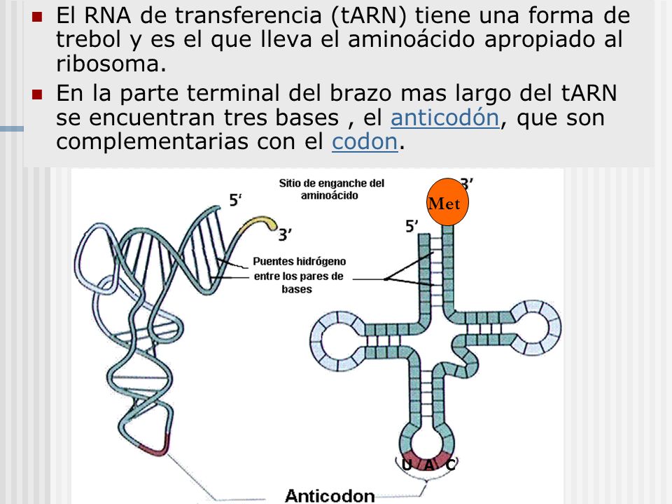 El RNA de transferencia (tARN) tiene una forma de trebol y es el que lleva el aminoácido apropiado al ribosoma.