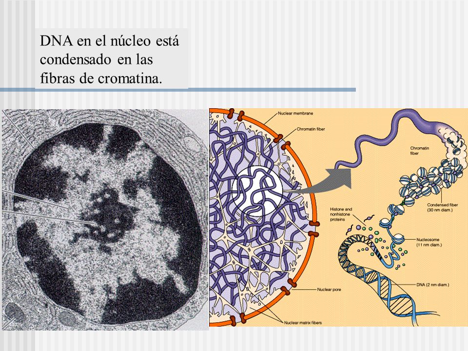 DNA en el núcleo está condensado en las fibras de cromatina.