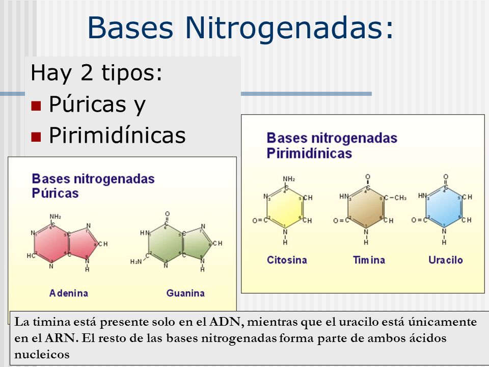 Bases Nitrogenadas: Hay 2 tipos: Púricas y Pirimidínicas
