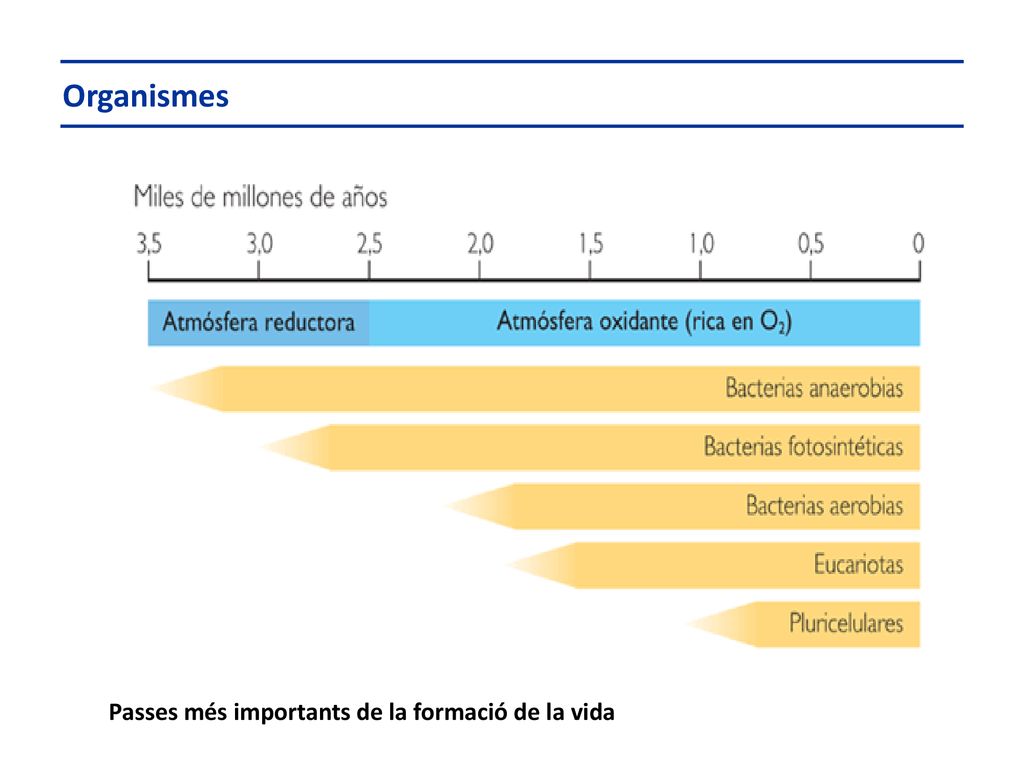 Organismes Passes més importants de la formació de la vida
