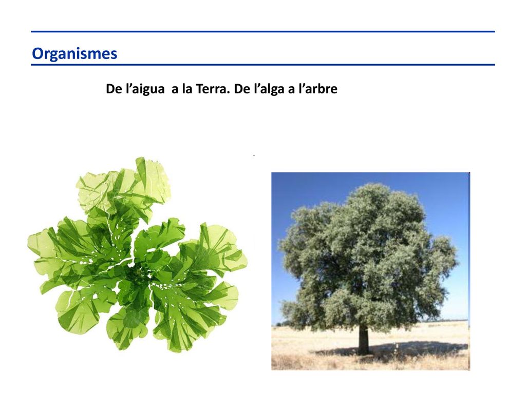 Organismes De l’aigua a la Terra. De l’alga a l’arbre